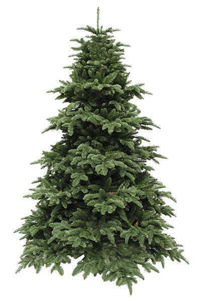 Ялина 2,30 м Abies Nordmann de Luxe зелена