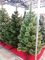 Новогодняя искусственная сосна КРЫМСКАЯ РАСПУШЕННАЯ 250 см