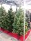 Новогодняя искусственная сосна КРЫМСКАЯ РАСПУШЕННАЯ 250 см