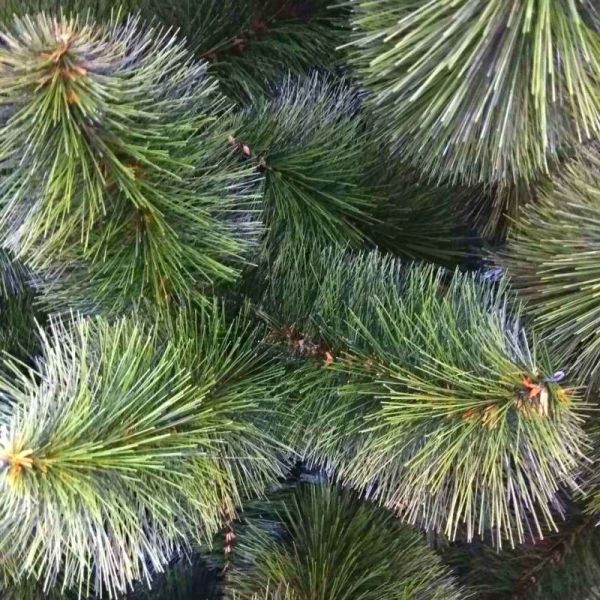 Штучна новорічна сосна КРИМСЬКА ЗЕЛЕНА МІКС 210 см