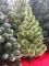 Новогодняя искусственная сосна КРЫМСКАЯ РАСПУШЕННАЯ 240 см