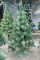 Штучна сосна КРИМСЬКА ЗАСНІЖЕНА темно-зелена 210 см
