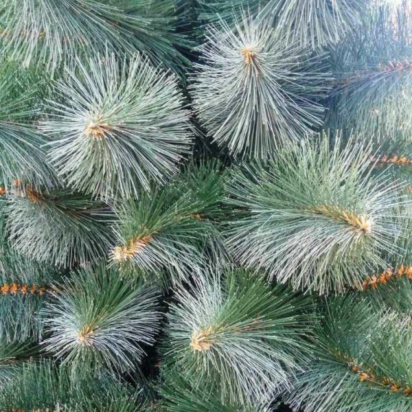 Штучна сосна КРИМСЬКА ТЕМНО-ЗЕЛЕНА 120 см