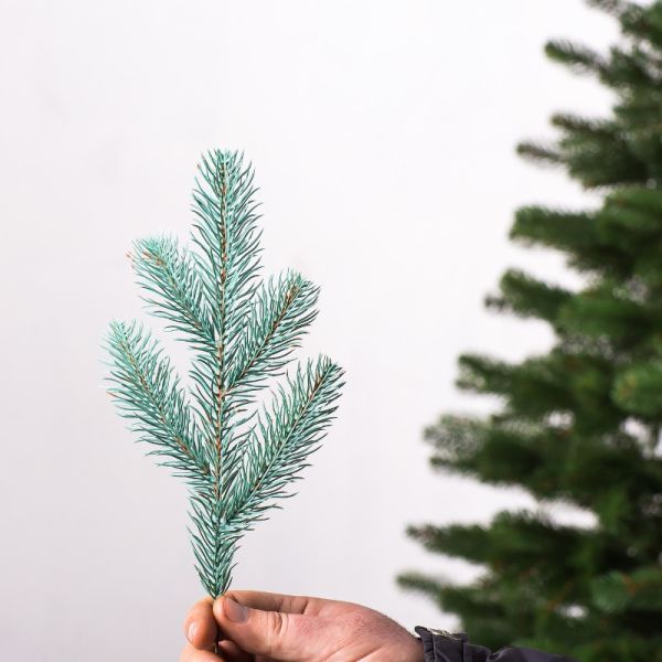 Штучна блакитна силіконова ялинка КОВАЛІВСЬКА 230 см