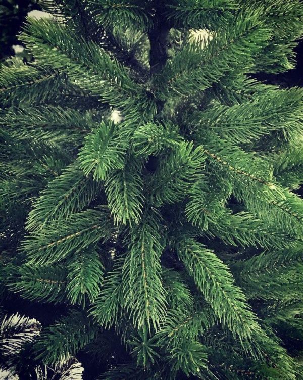 Искусственная новогодняя литая ель БУКОВЕЛЬСКАЯ зелёная 230 см