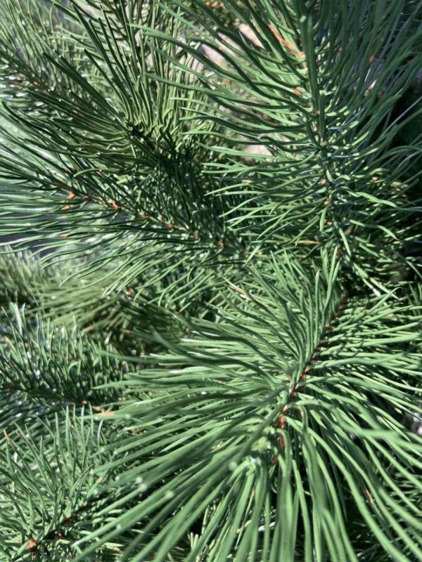 Искусственная новогодняя литая сосна ФИНСКАЯ зелёная 230 см