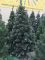 Искусственная ель РОЖДЕСТВЕНСКАЯ с белыми кончиками, шишками и калиной красной 250 см