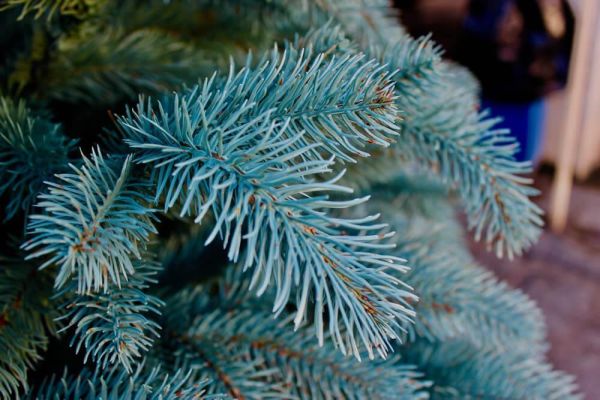 Штучна блакитна силіконова ялинка КОВАЛІВСЬКА 300 см