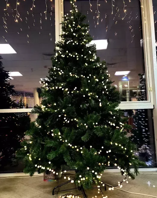 Ялина 1,85 м. Forrester зелена