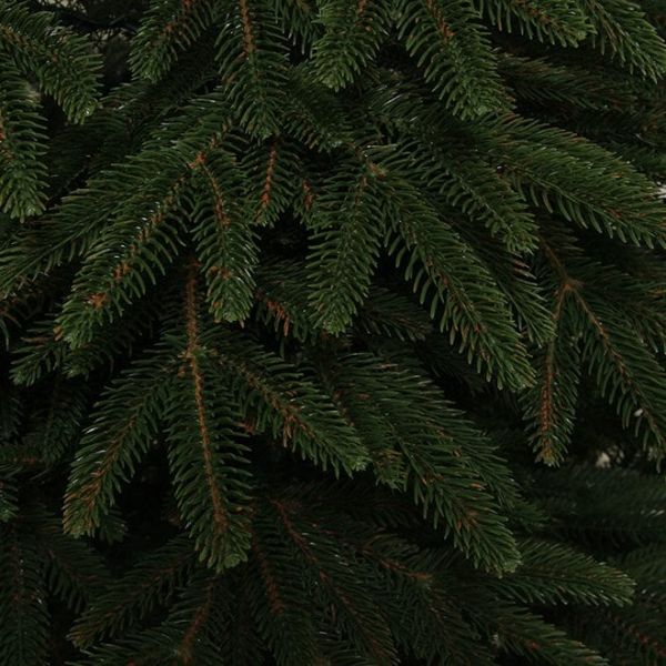Ялинка лита Смерека Карпатська зелена 150 см
