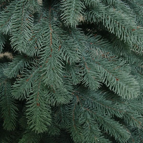 Ялинка лита Роял блакитна 150 см